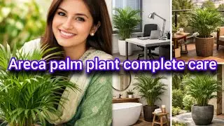 Areca Palm Plant Complete Care🪴🌿 | Areca Palm ko Hara Bhara Kaise Rakhein | Indoor Plant Care