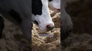 Trockensteherf&uuml;tterung auf dem Betrieb Benninghoff 🐮