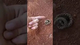 Западная свиноносая змея притворяется мертвой!☠️