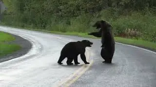 Grizzly bear fight but with Stranger Things Theme