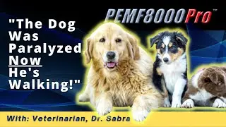 How PEMF Helps A Paralyzed Dog WALK AGAIN! Dr. Sabra Explains How PEMF Helps Solve Health Problems!