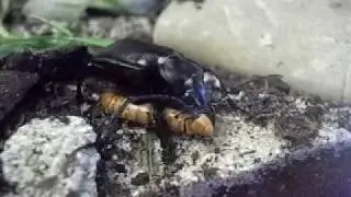 Calosoma (Campalita) maderae feeding 2