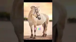 Mijn favoriete rassen