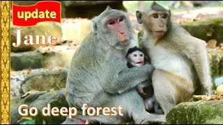 Congratulation ! Escape way Jane monkey & Amber group move from Bayon temple to deep Forest