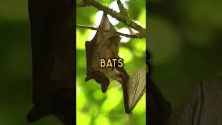 The MOST Weird Animal Sleeping Habits You WON'T Believe! #shorts #facts #animals