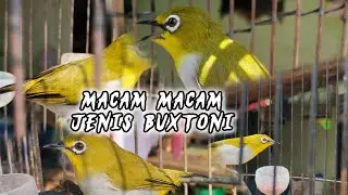mengenal jenis jenis buxtoni