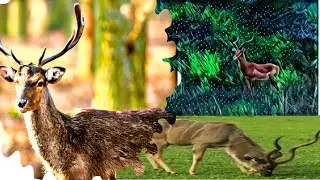 Cute Deers