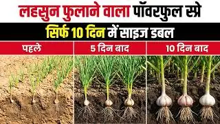 लहसुन फुलाने वाला पॉवरफुल स्प्रे | सिर्फ 10 दिन में साइज डबल | पहले–5 दिन–10 दिन रिजल्ट