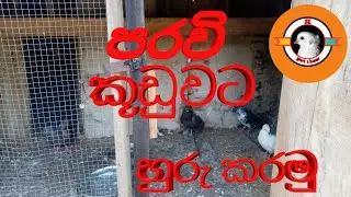 පරවි කූඩුවට හුරු කරමු.  SL pet show