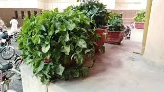 Going to Lahore visit to Lahore board office ' Larnce Garden