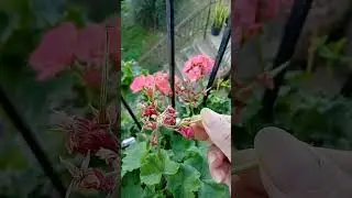 geranium seeds.
