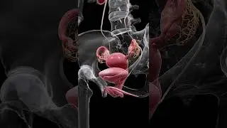 Understanding the Uterus, Bladder, and Ovaries  #anatomy #meded #3danimation