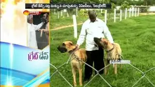 Pet Dogs Status Symbol || Great Dane Dog || Sakshi Special - Watch Exclusive