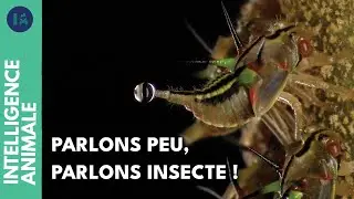 Comprendre le langage des insectes d'Amazonie | IA | DOC COMPLET