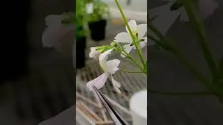 Schizanthus explosive pollen discharge