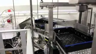 Conveyors and bail arm turning for stacking plastic crates