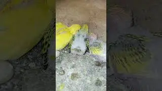 Cute three budgies #shorts #budgie #lovers