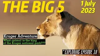 Exploring Kruger National Park: Spotting the Big 5 in the Wild