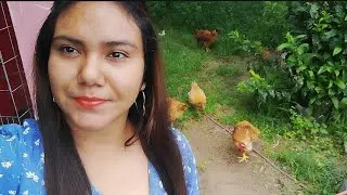 💲EL GRAN NEGOCIO DE LAS GALLINAS‼️💲💲 #gallinas #gallos #galleros #granja #aves #gallinasponedoras