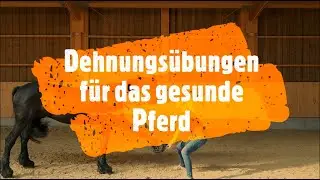 Dehnungs&uuml;bungen f&uuml;r das gesunde Pferd - Video Blog www.barockhengste.at
