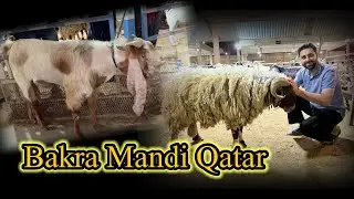Qatar Bakra Mandi visit 2025  #bakramandiqatar #faisalshahid