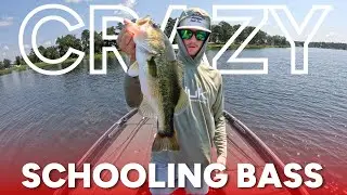 Schooling Bass Frenzy in East Texas! HOT Summer Fishing with Topwater & Minnows