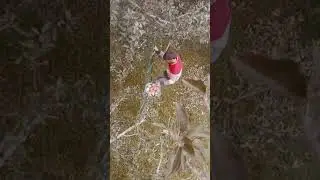 apple picking in shopian ....