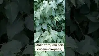 Шпанская мушка