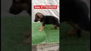 #germanshepherd #jarmansafed #puppy #dog #sale #cutedog #doglover #babydog #powerfuldog #friendlydog