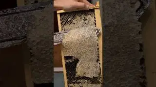 Uncapping roller vs. Heated Knife #Beekeeping #honey #uncapping #beeswax #wax #honeyharves