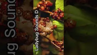 Lady bug sounds like  #shortsvideo ,#asmrsounds ,   