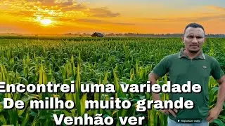 Encontrei  uma  variedade  de milho  🌽  muito  grande  muita fartura  como deus e maravilhoso