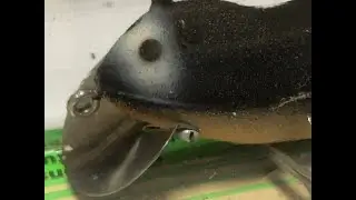 ドブ川の巨大ナマズをドブネズミで釣る