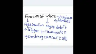 Definition/function and properties of white blood cells (simple explanation)