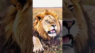 Poor lion tormented by horsefly larvae #animals#wildlife #dense