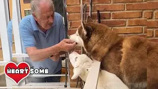Elderly Man Has Beautiful Bond With Neighbor's Dogs - Try Not To Cry || Heartsome 💖