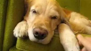 Wake up, Charlotte!  Music Video