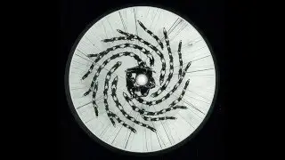 Martin Bellomo - Debauchery