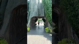 Dubai Miracle Garden || Dubai || UAE