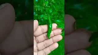 mage karal pirunu amumiris gaha ❤🙂