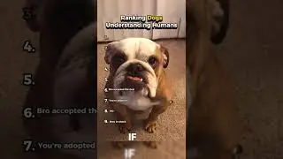 &ldquo;These Dogs Understand Humans Better Than People 😳🐕