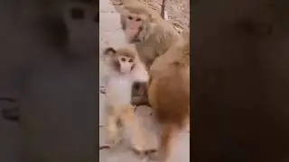 Monkey dance#shorts#Rushda hayat