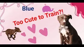 Blue the Pitbull Puppy&rsquo;s last Day of Training Will Melt Your Heart!