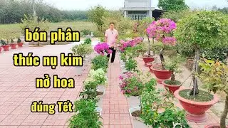 Fertilizing bougainvillea buds encourages them to bloom in time for Tet (Vietnamese Lunar New Year).
