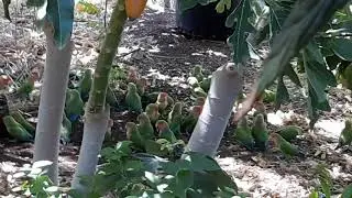 Peach faced love birds in my yard every morning!