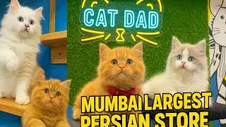 Inside Mumbai’s BIGGEST Cat House | Boarding, Grooming, Kittens & More – Visit Cat Dad Today! #cat