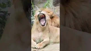 Lioness yawning sound #shorts #ytshort #videoshort #wildlife #nature