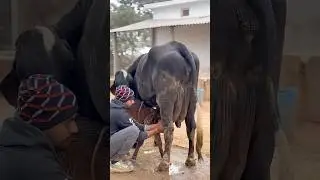 PLEASE SUBSCRIBE ME 🔥✅#cow #farming #trendingshorts #shortvideo #youtubevideo #explore