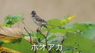 今日の野鳥　#ホオアカ　#カワラヒワ　#アオジ