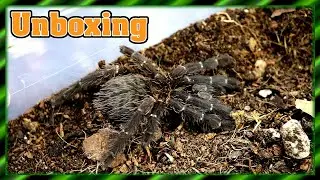 Unboxing | Weitere neue Tiere + Terrarium einrichten